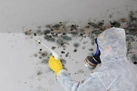 Best Commercial Mold Inspection in USA